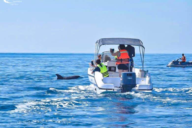 Viendo delfines desde el barco