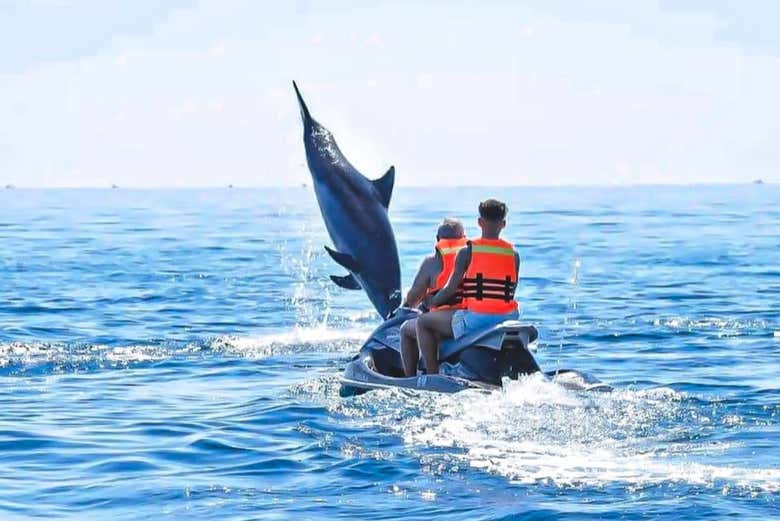 Podréis ver delfines desde la moto de agua