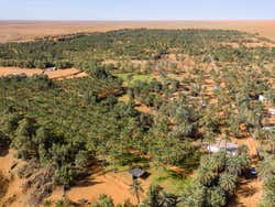 Palmeras en Ksar Ghilane